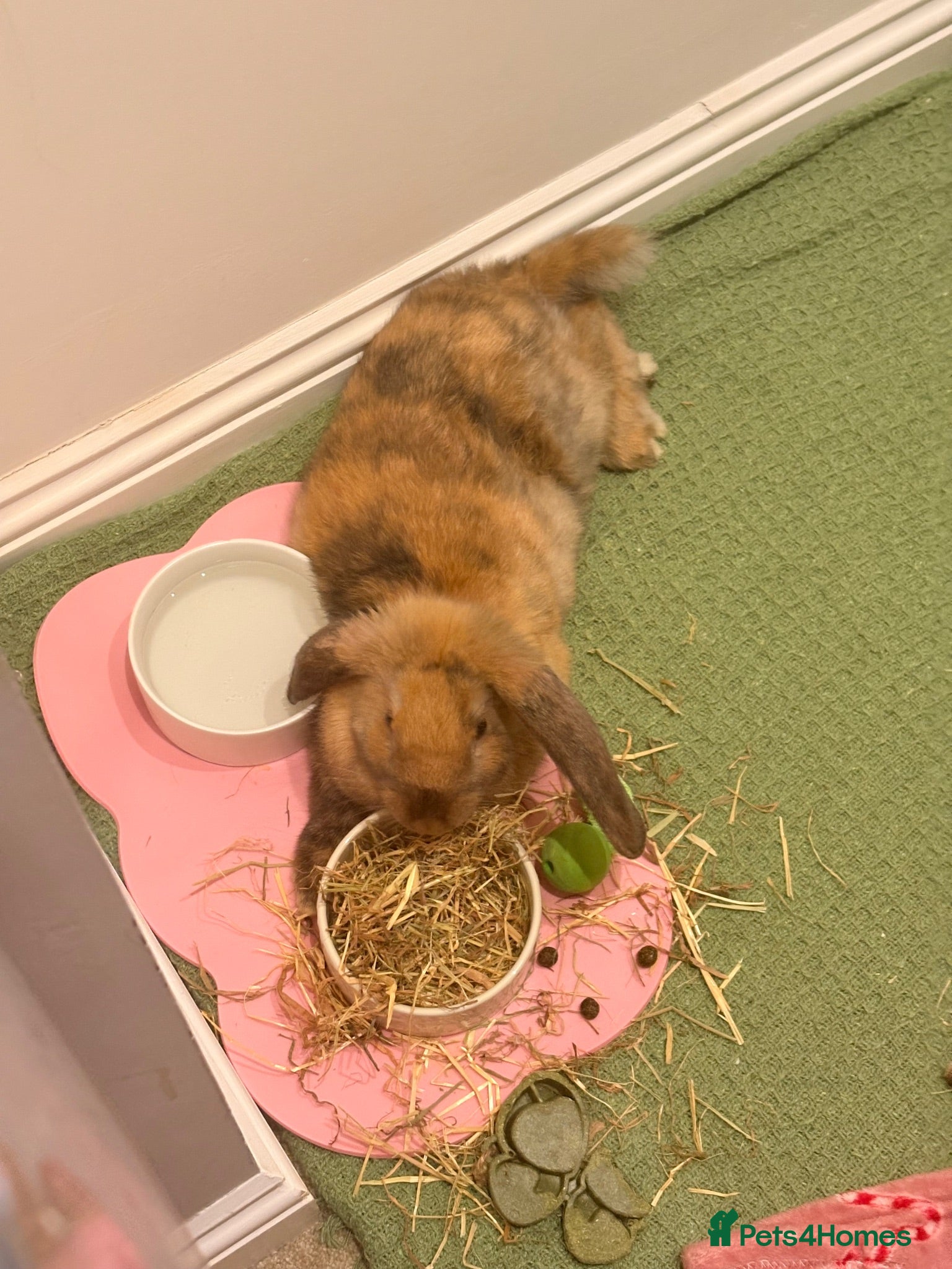 Mixed Breed rabbits Male rabbit for sale  - Advert 3