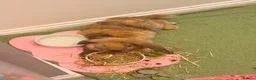 Mixed Breed rabbits for sale: Male rabbit for sale  in Driffield - Advert 1