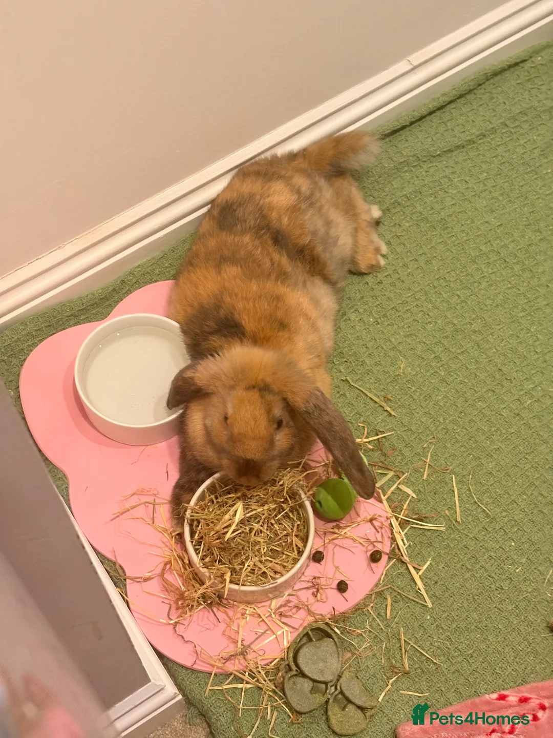Mixed Breed rabbits for sale: Male rabbit for sale  in Driffield - Advert 1