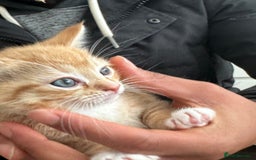 Domestic Shorthair cats for sale: 2 Male 2 female kittens for sale - Image 5