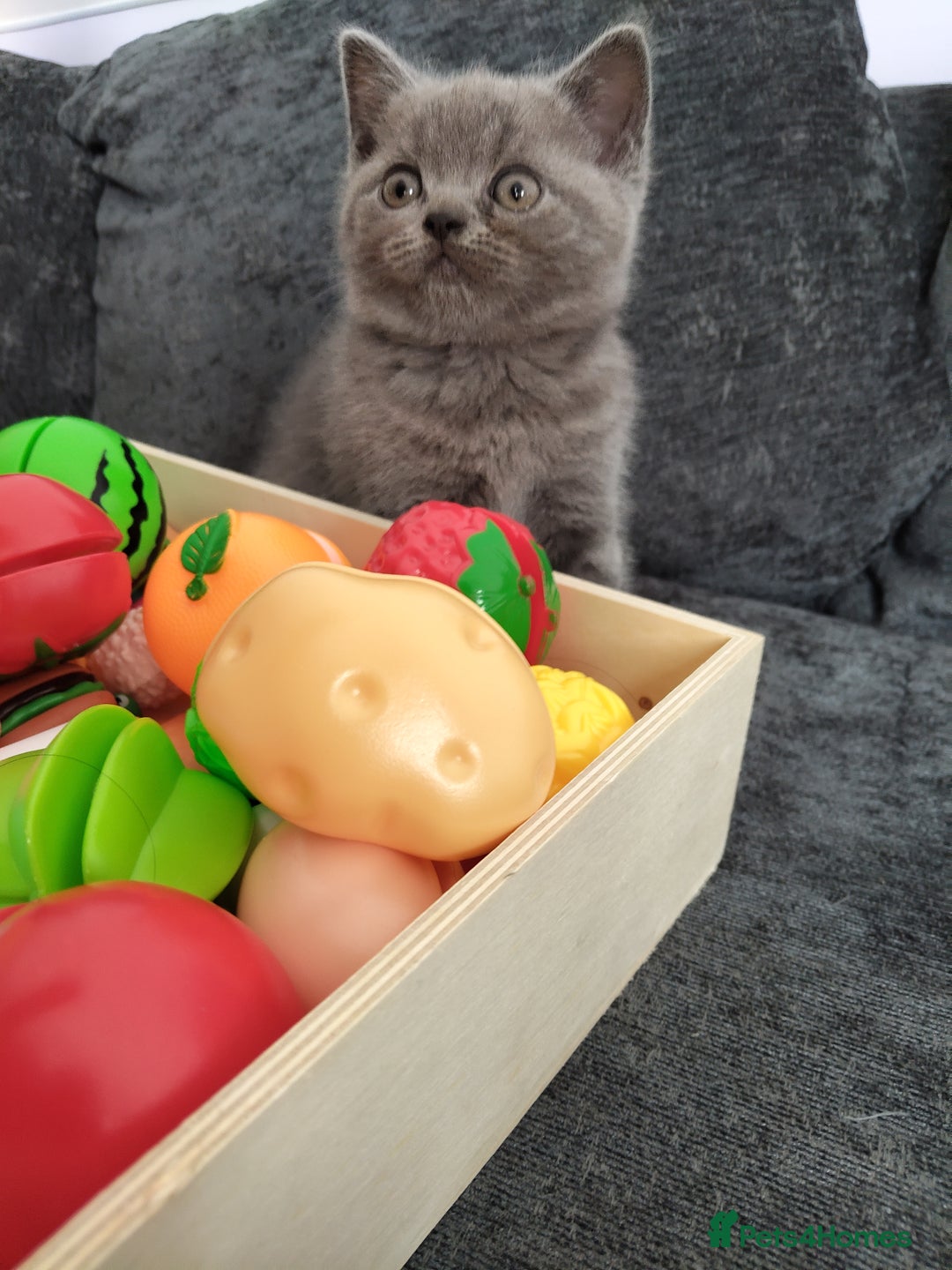 Scottish Fold cats for sale: Beautiful Scottish kittens now ready to reserve - Image 6