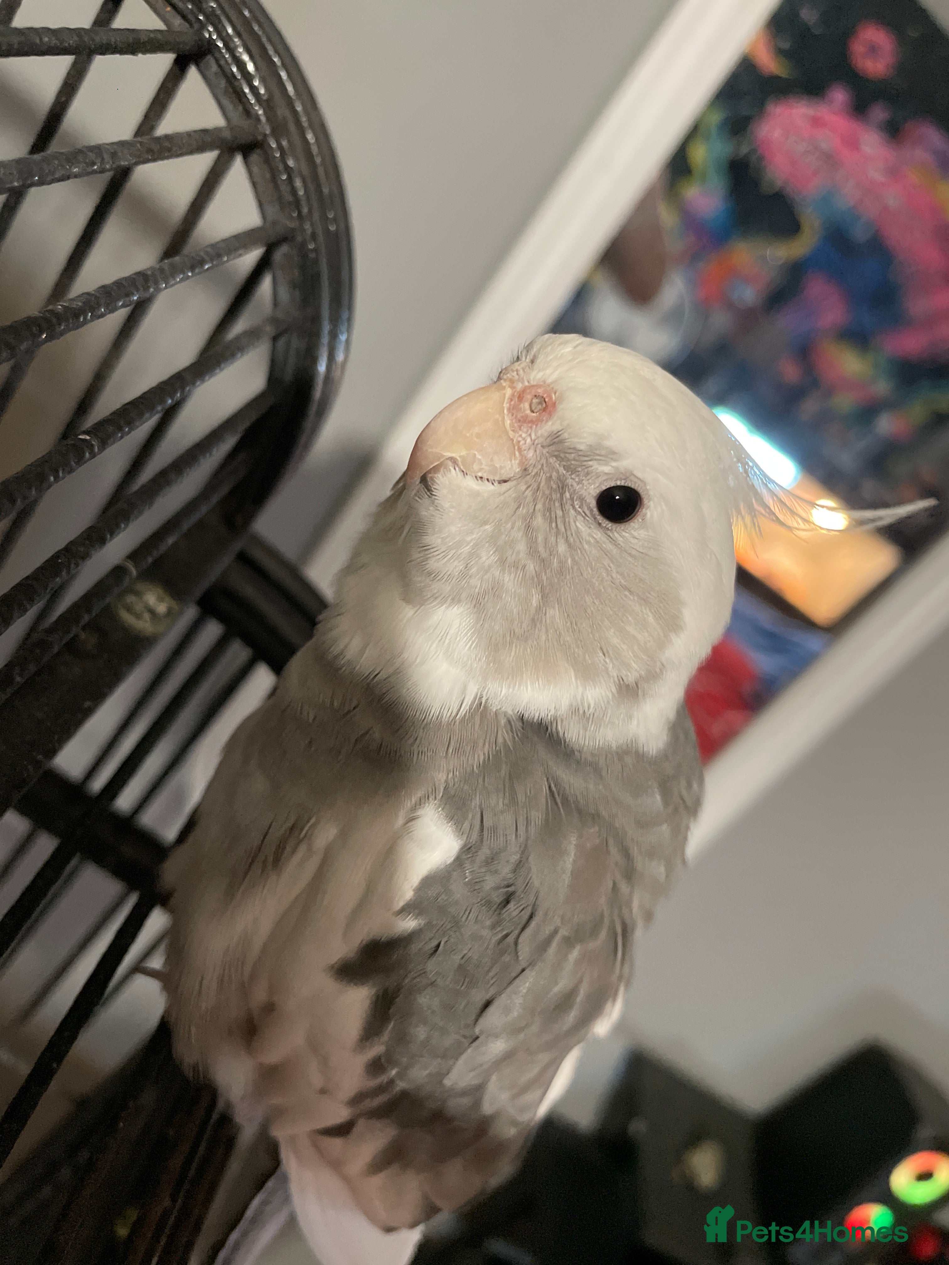 Cockatiels birds cockatiels  - Advert 1