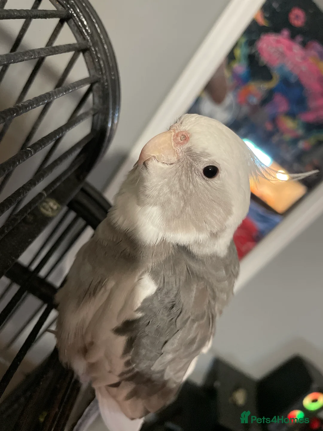 Cockatiels birds for sale: cockatiels  - Advert 1