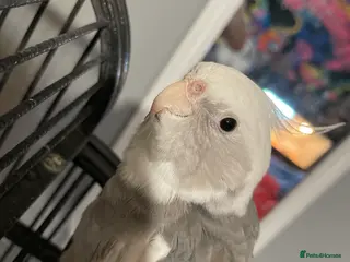 Cockatiels birds cockatiels - Advert 3