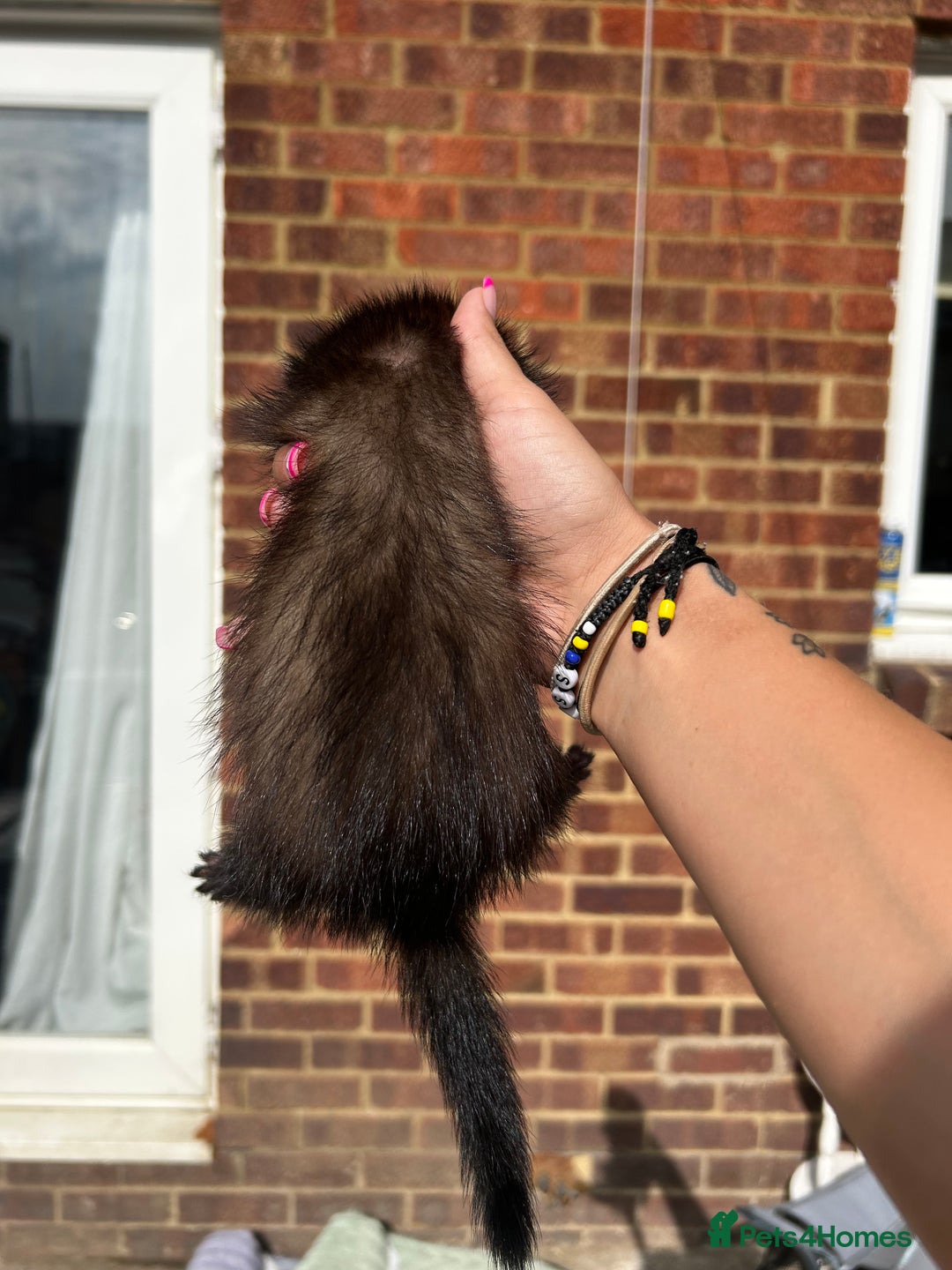 Ferret rodents for sale: 2 semi angora black self babies 1 jill 1 hob left  - Image 12