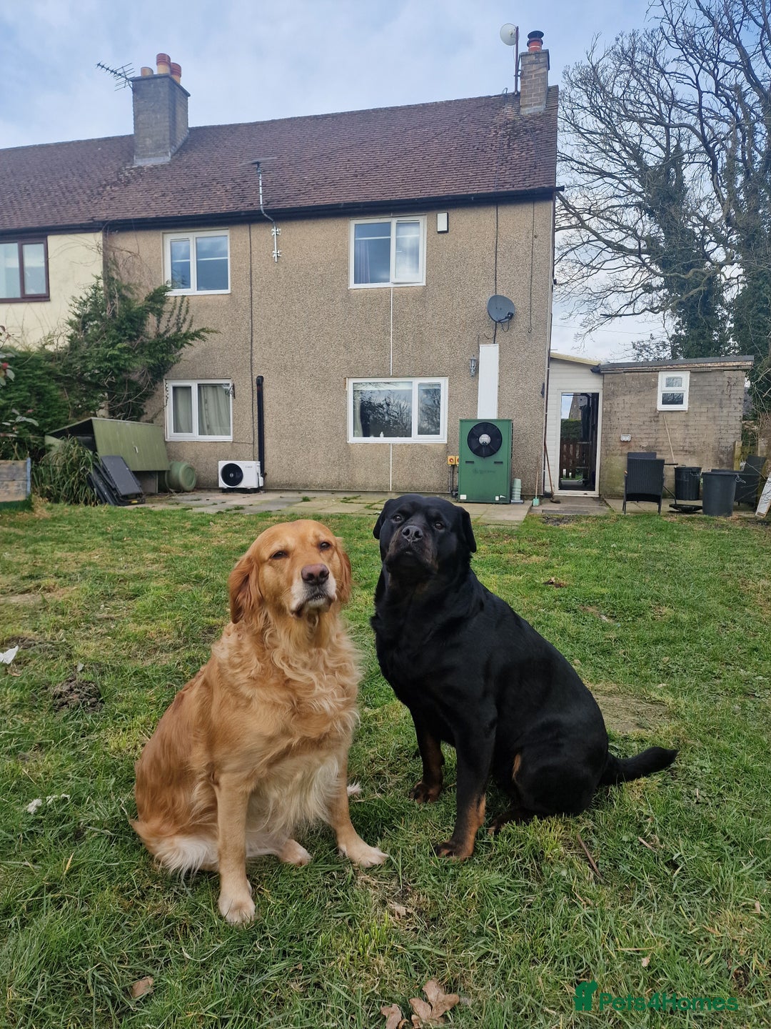 Rottweiler dogs for sale: 10 week old rottweiler female - Advert 4