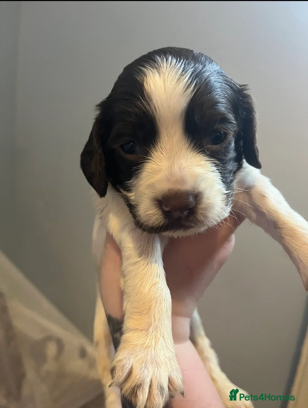 Cocker Spaniel dogs for sale: Beautiful cocker spaniel puppies - Advert 4