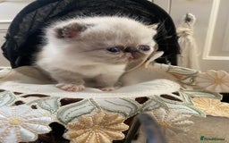 Exotic cats for sale: Outstanding exotic kittens  - Image 3