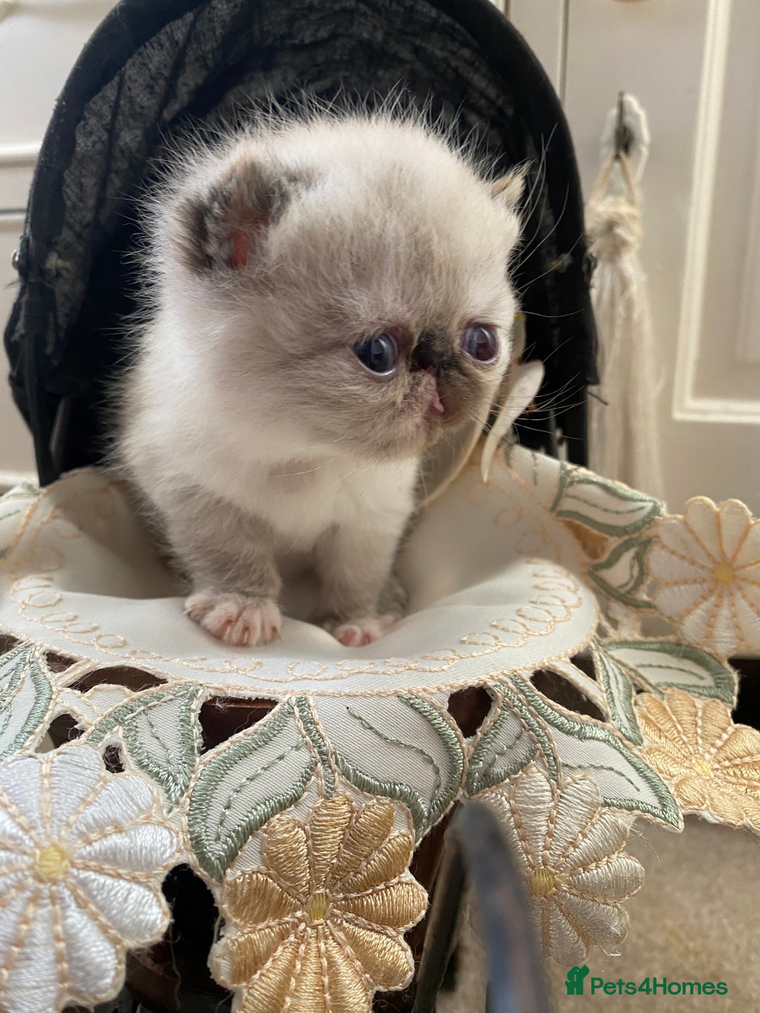 Exotic cats for sale: Outstanding exotic kittens  - Image 3