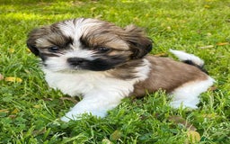 Shih Tzu dogs for sale: Cute male and female shih tzu puppies available - Image 4