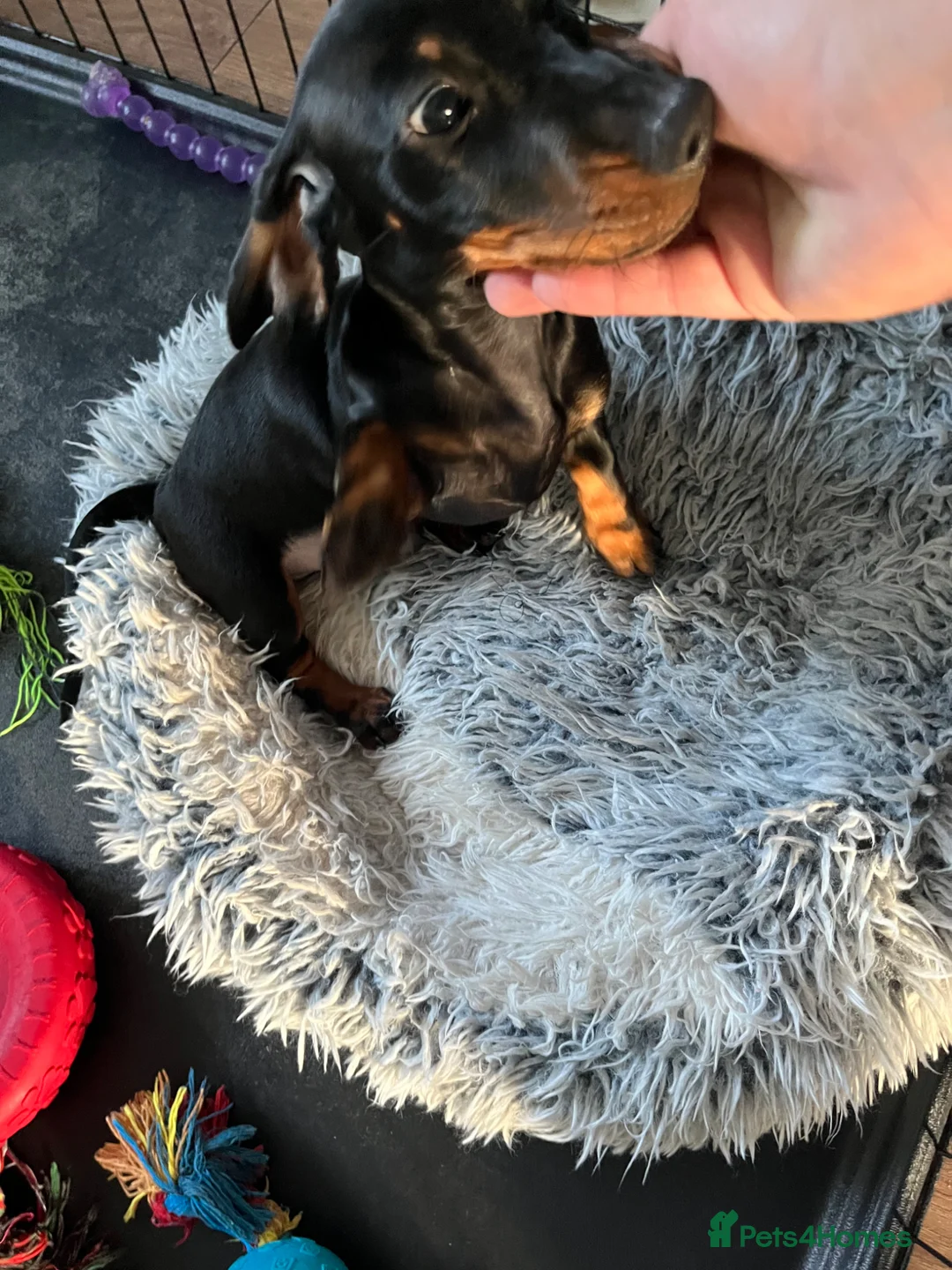 Miniature Dachshund dogs for sale: £700 KC registered and fully vaccinated  - Advert 2