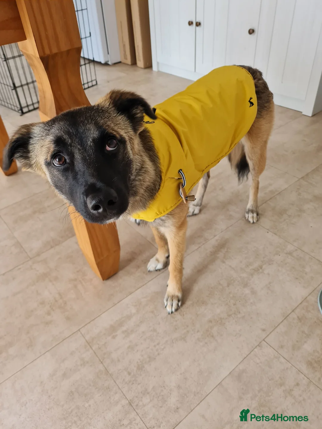 Mixed Breed dogs for adoption: Super sweet Suki in Bude - Advert 2