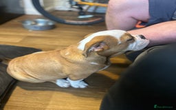 English Bulldog dogs for sale: English bulldog  - Image 6