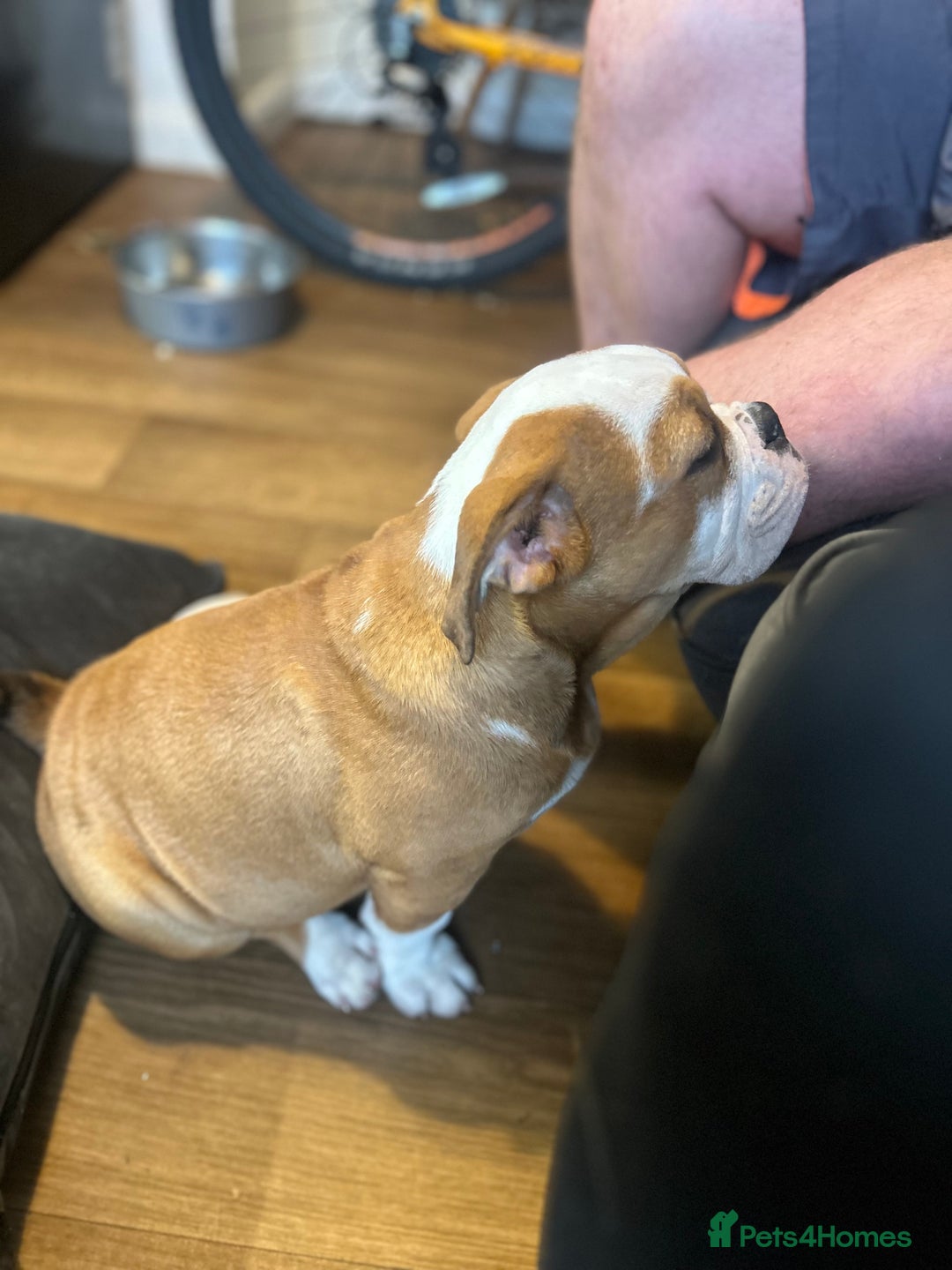 English Bulldog dogs for sale: English bulldog  - Image 6