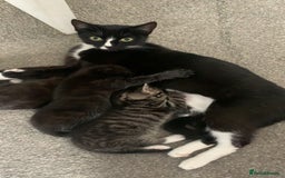 Mixed Breed cats for sale: 2 male kittens for sale  - Image 9