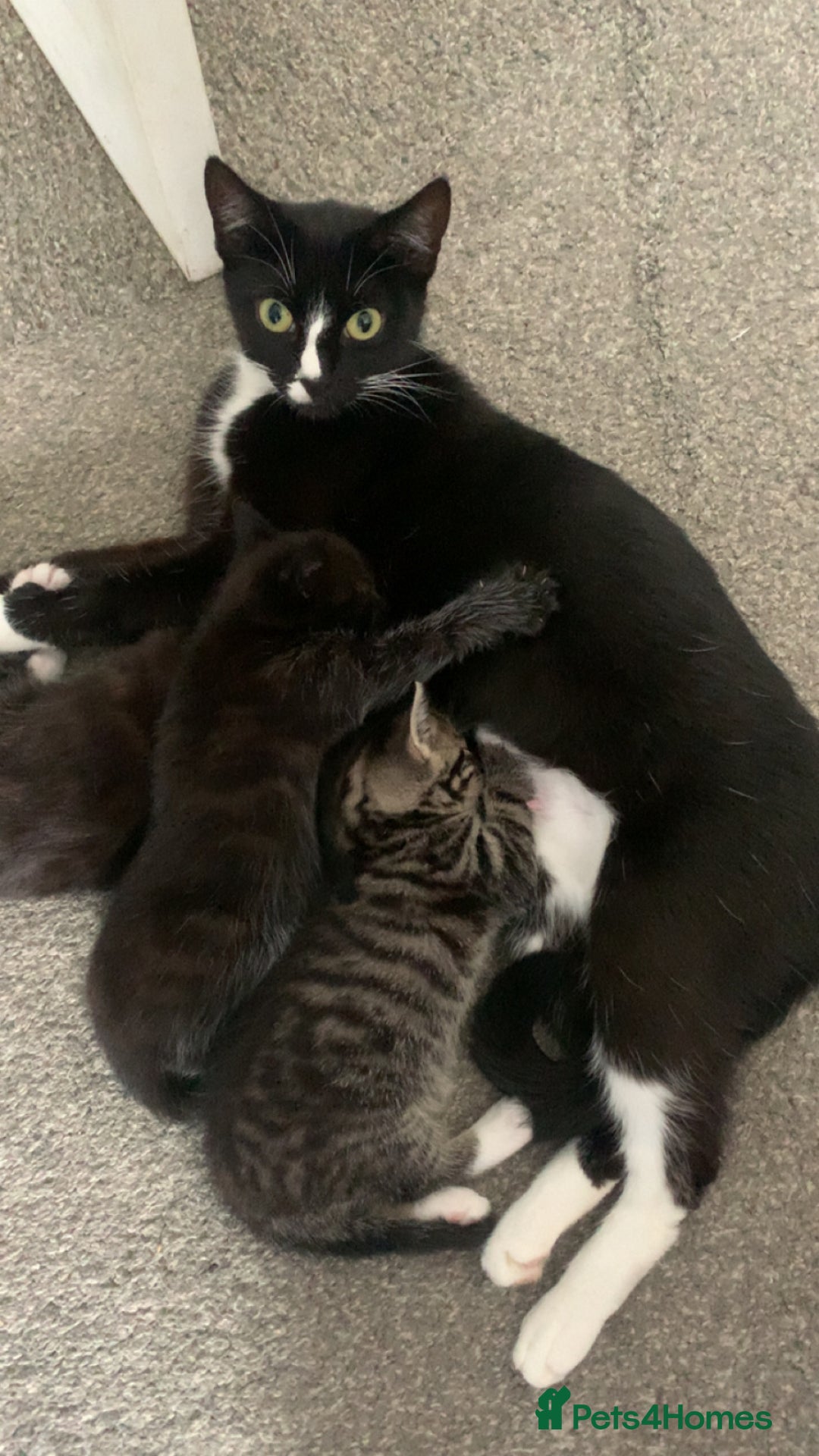 Mixed Breed cats for sale: 2 male kittens for sale  - Image 9