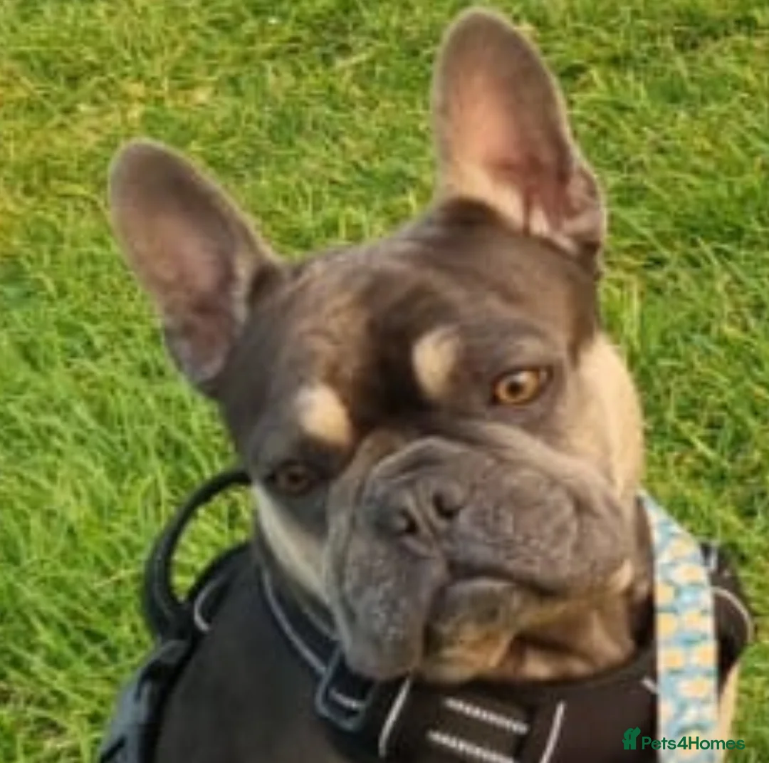 French Bulldog dogs for sale: French bulldog for sale  - Advert 5