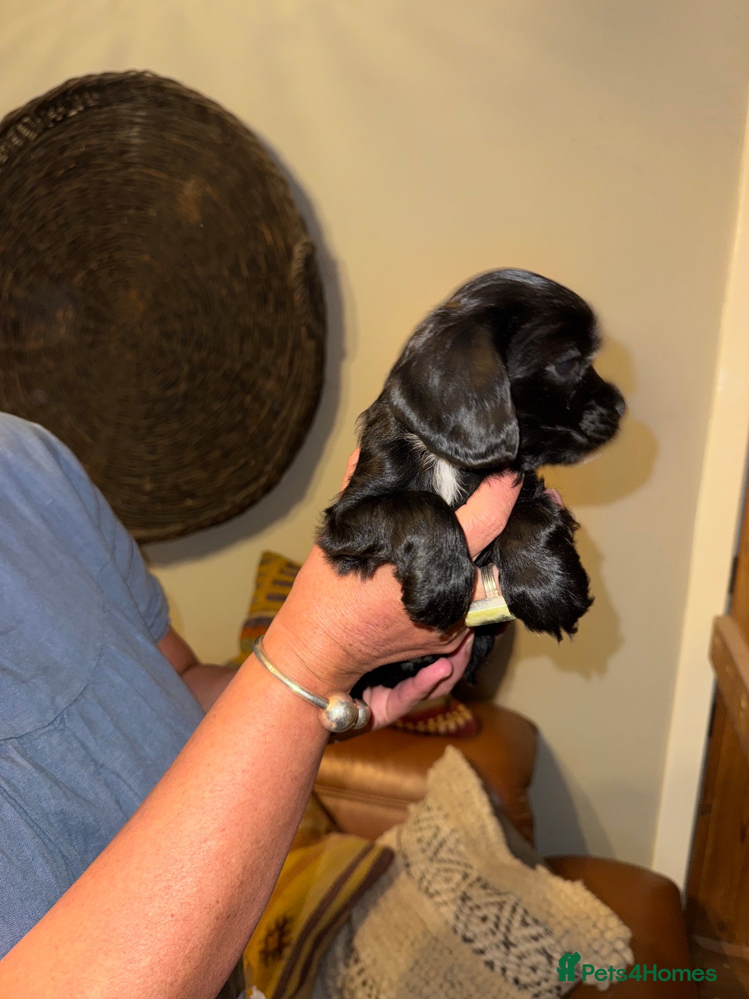 Mixed Breed dogs for sale: Stunning Colonial Cocker Spaniel Girls - Advert 7