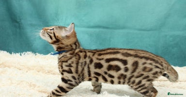 Bengal cats - Advert 5