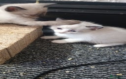 Ragdoll cats for sale: 3 quarters RAGDOLL KITTENS FOR SALE £150 - Image 36