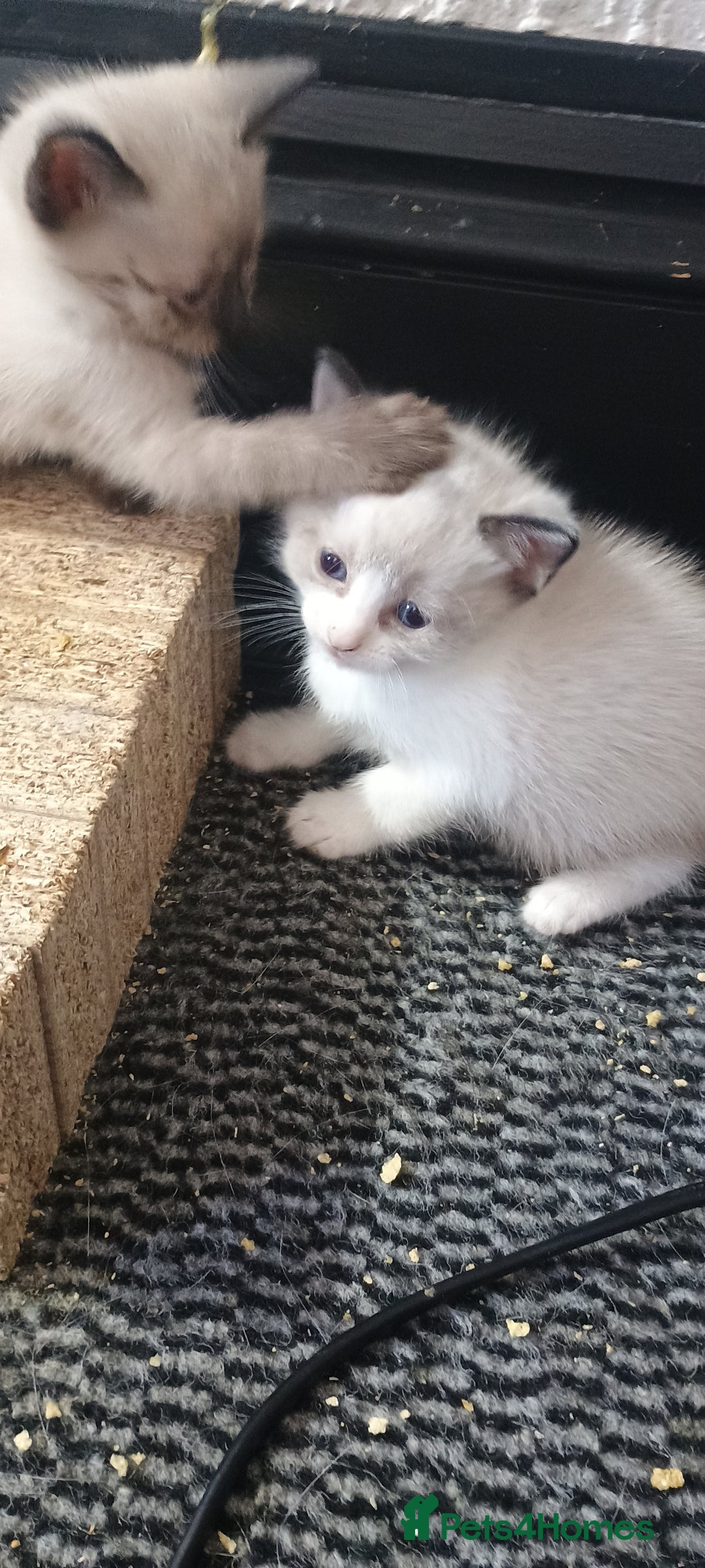 Ragdoll cats for sale: 3 quarters RAGDOLL KITTENS FOR SALE £150 - Image 36