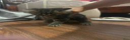 Mixed Breed cats for sale: 9 beautiful kittens in London - Advert 9