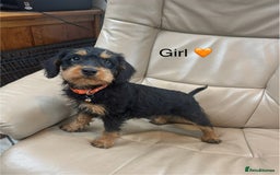 Mixed Breed dogs for sale: F1 MINI SCHNOODLE PUPPIES READY NOW - Image 5