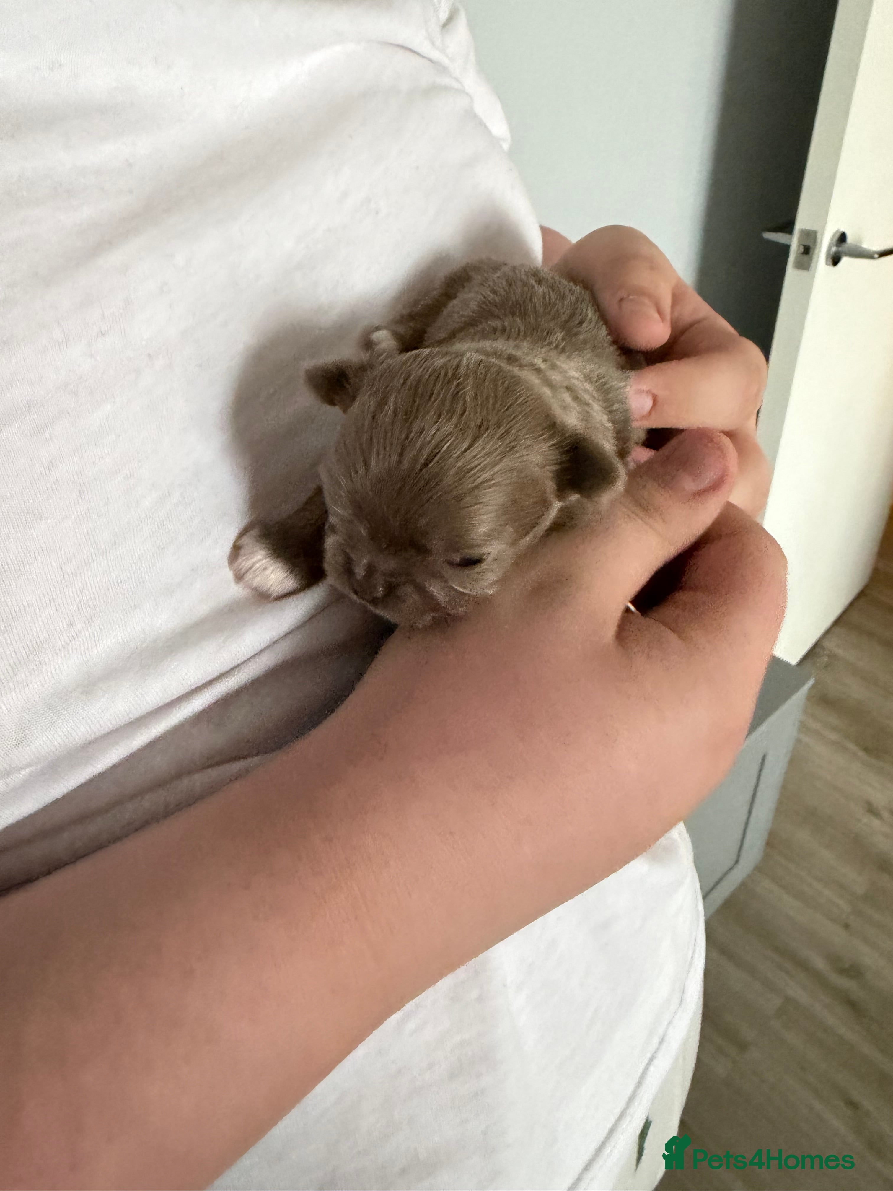 Chihuahua dogs Incredible 0% COI Longhair chihuahua puppies - Advert 2