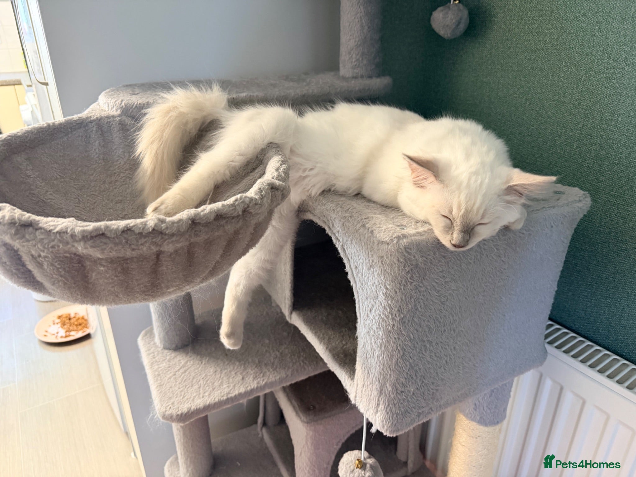 Ragdoll cats Reduced …… ✨2 ragdoll kittens left  ✨ - Advert 2