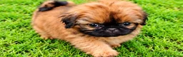 Shih Tzu dogs for sale: The Original Teddybear Puppies!  - Advert 10