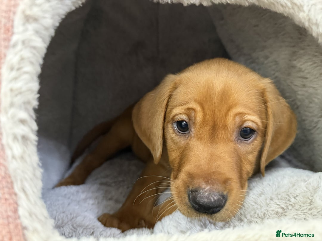 Labrador Retriever dogs for sale: KC Registered Labrador Puppies - Call  **  - Image 24