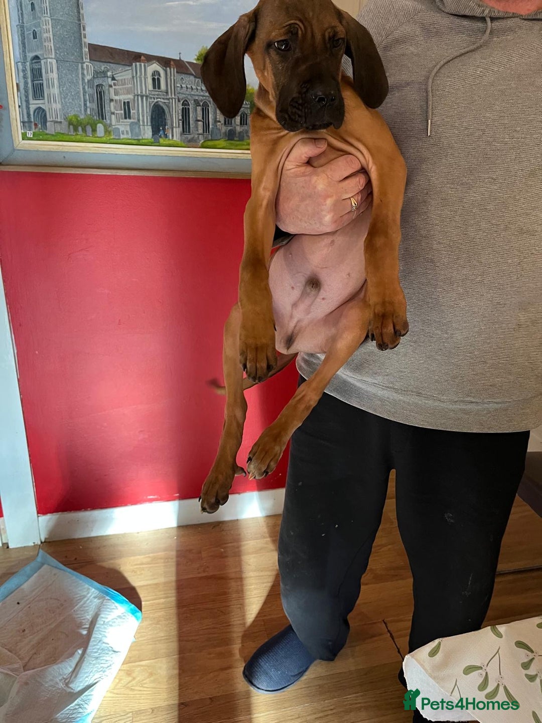 Cane Corso dogs for sale: 4 chunky confident cane corsos males available  - Advert 4