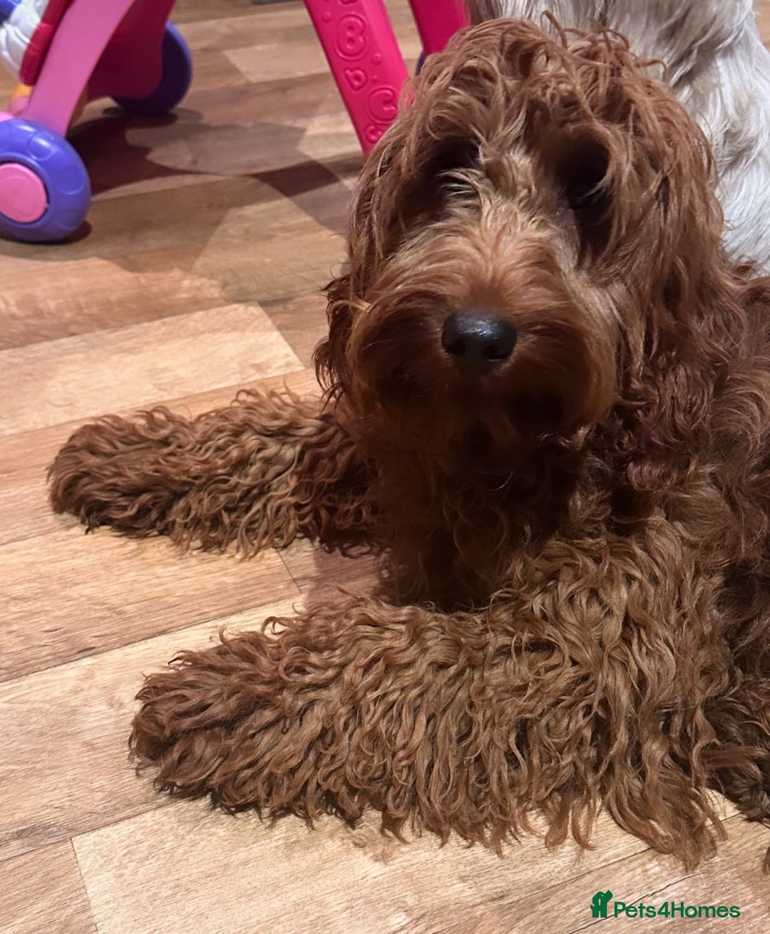 Irish Doodle dogs for sale: Mini Irish Doodle x Australian Labradoodle  - Advert 5