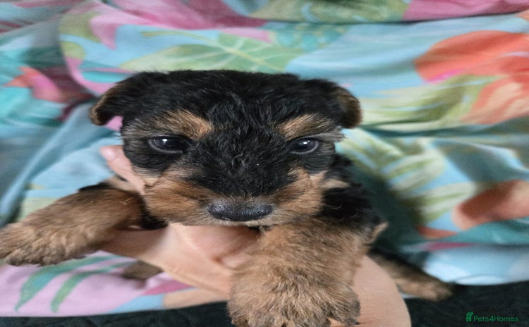 Welsh Terrier dogs - Advert 2