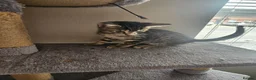 Mixed Breed cats for sale: 2 kittens for sale 1 male and 1 female in Tadley - Advert 6