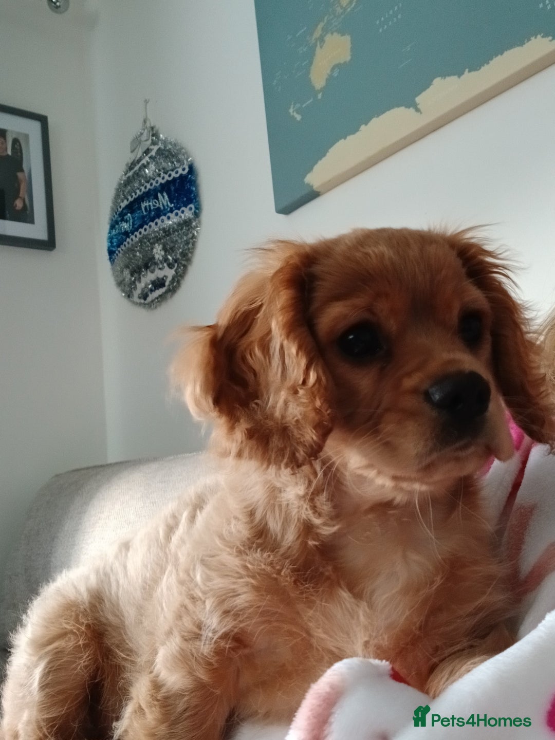 Cavachon dogs for sale: 3/4cavalier boy - Advert 3