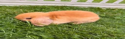 Mini Lop rabbits for sale: Beautiful Mini Lop baby rabbits - Advert 8