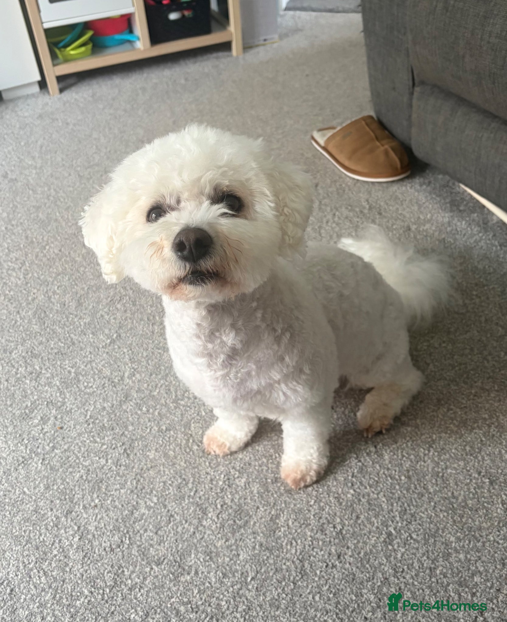 Mixed Breed dogs 7 year old bichion frise  - Advert 1