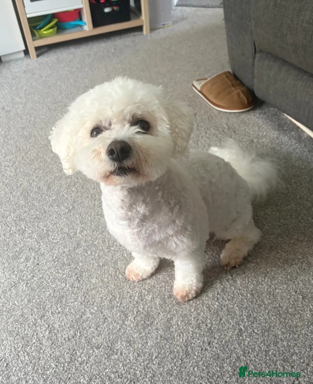 Mixed Breed dogs for sale: 7 year old bichion frise  - Advert 1