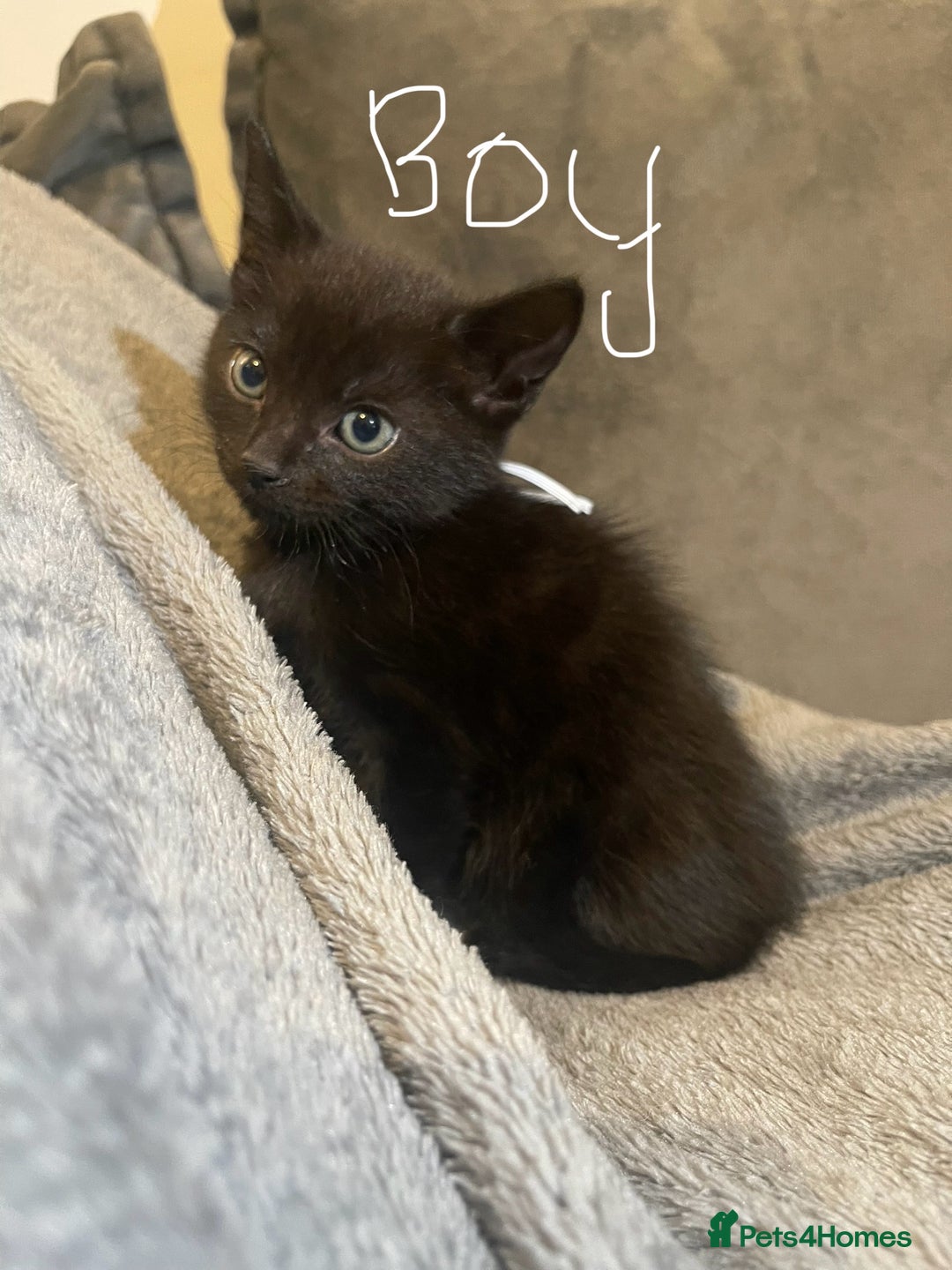 Mixed Breed cats for sale: 5 very fluffy stunning black kittens  - Image 14