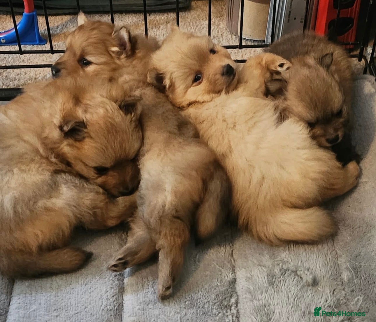 Pomeranian dogs Tiny teddy bear Pomeranian puppies 3 girls 1 boy - Advert 14