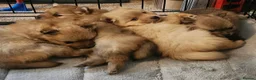Pomeranian dogs for sale: Tiny teddy bear Pomeranian puppies 3 girls 1 boy in Crieff - Advert 1