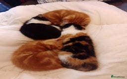 Mixed Breed cats for sale: All 4 of litter girls.Socialised. - Image 4