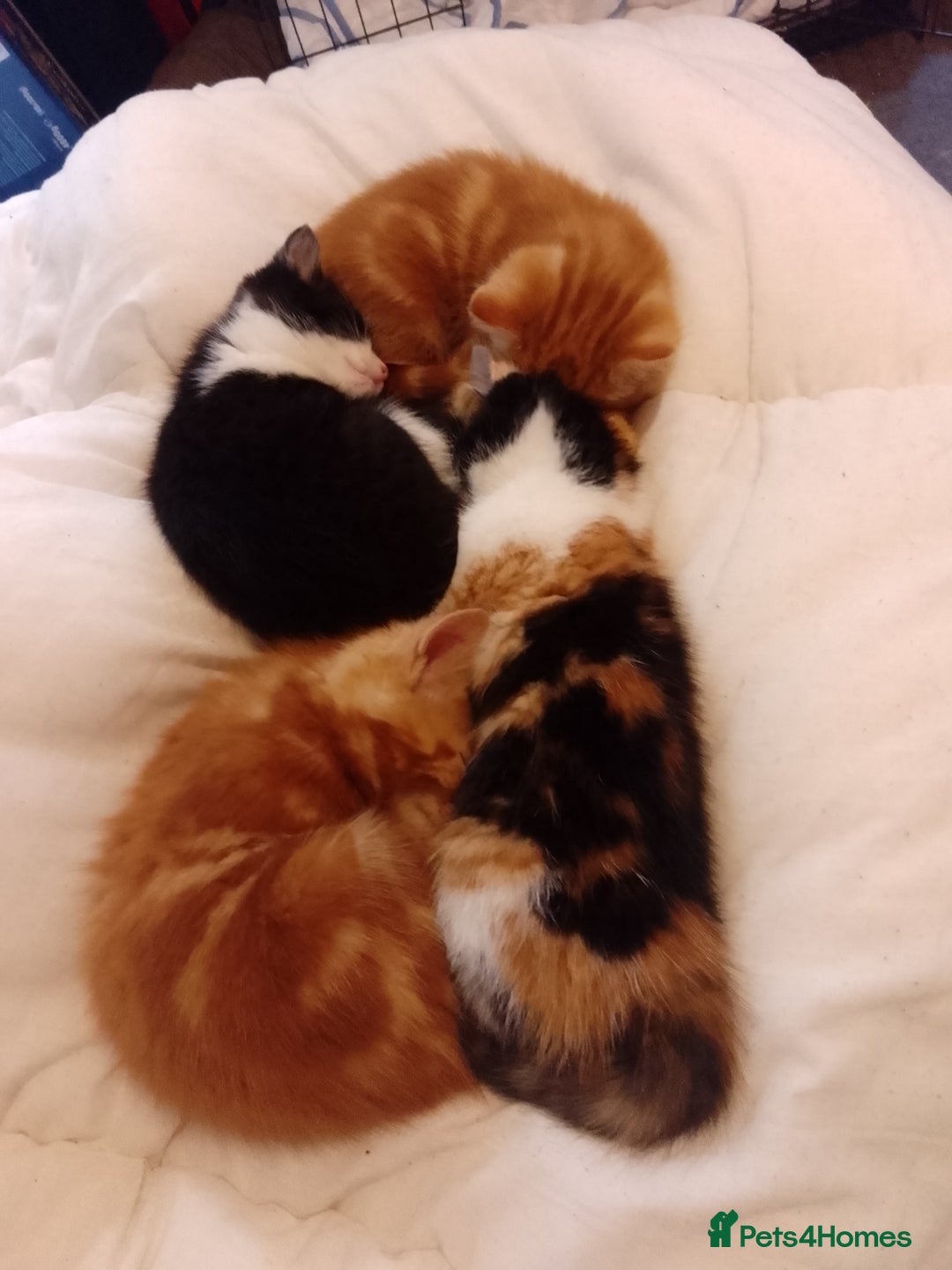 Mixed Breed cats for sale: All 4 of litter girls.Socialised. - Image 4