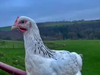 Chickens poultry POINT OF LAY HENS AVAILABLE. SOUTH WALES - Advert 1