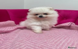 Pomeranian dogs for stud: Pierre stunning white TINY teddy Pom STUD ONLY in Romford - Image 13