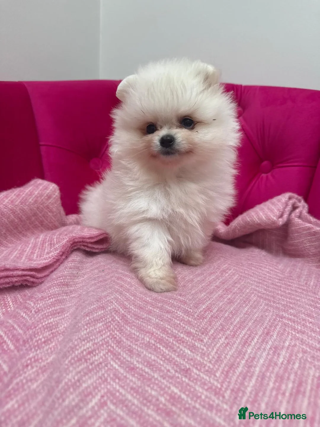 Pomeranian dogs for stud: Pierre stunning white TINY teddy Pom STUD ONLY in Romford - Advert 15