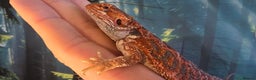 Bearded Dragon reptiles for sale: Bearded Daragon and Vivarium  - Advert 2