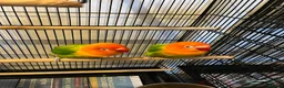 Lovebirds birds for sale: 2 lovebird pairs and cage for sale. in Brierley Hill - Advert 13