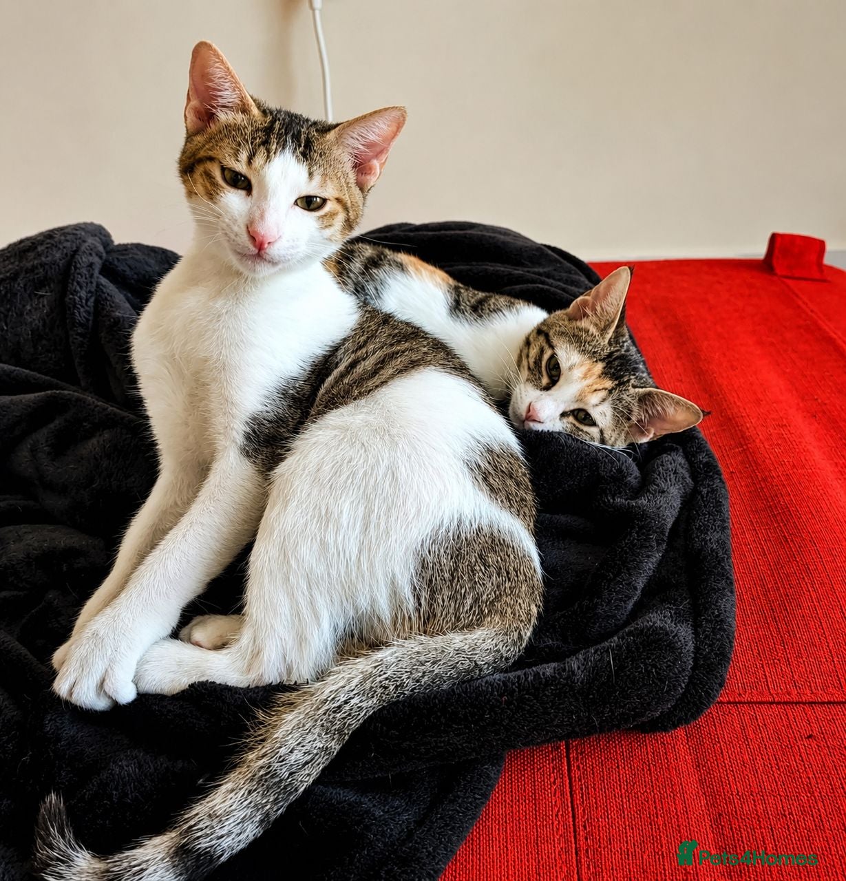 Mixed Breed cats Cleo and Junior - lovely kitties - Advert 1